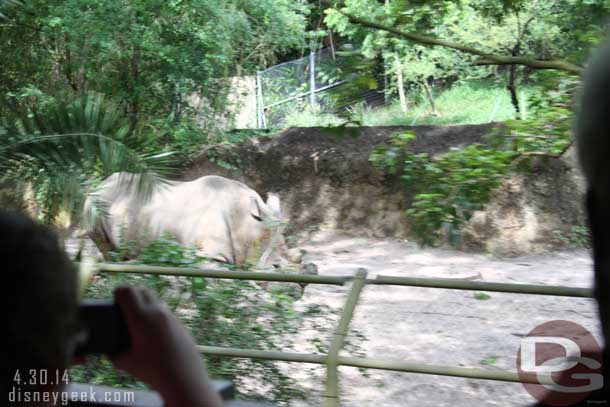 A rhino heading backstage.. guess it decided it was time to head in.