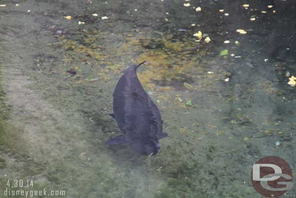 No signs of the otters but saw these large fish.