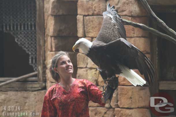 A bald eagle named Hope