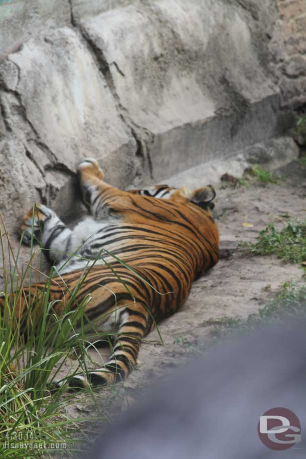 The tigers were out and just laying around.