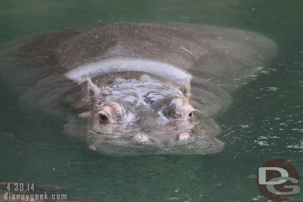 A hippo