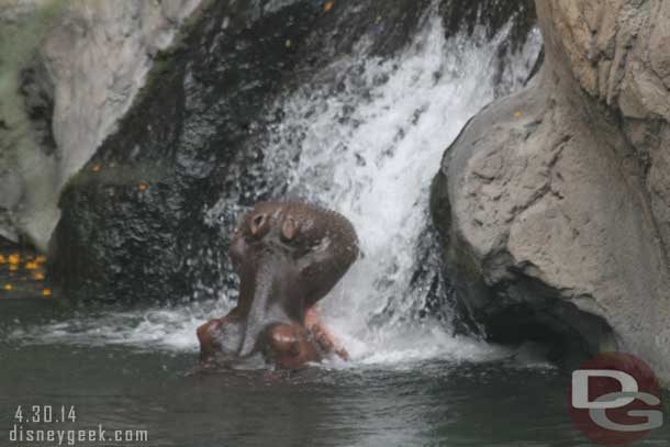 This hippo was getting a drink or washing its mouth out with the waterfall.