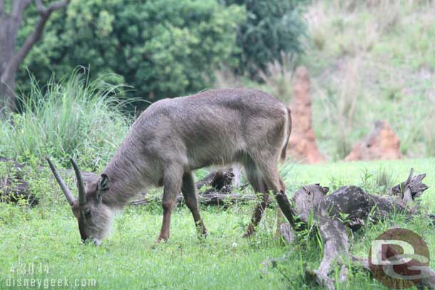 A water buck