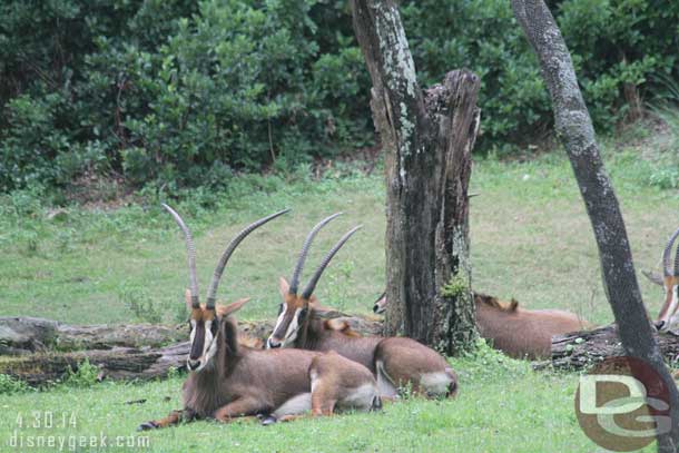 Sable Antelope