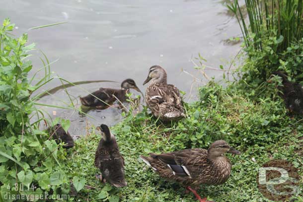 Some of the kids around us got very excited by these ducks..  elephants were oh.. but ducks got them out of their seats.