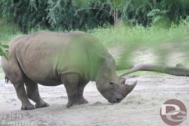 A white rhino