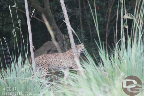 A cheetah on the move