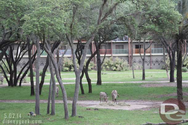 Some Zebra out on the Savanna