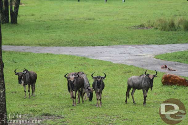 Back at the Animal Kingdom Lodge the herd was out on the Savanna.