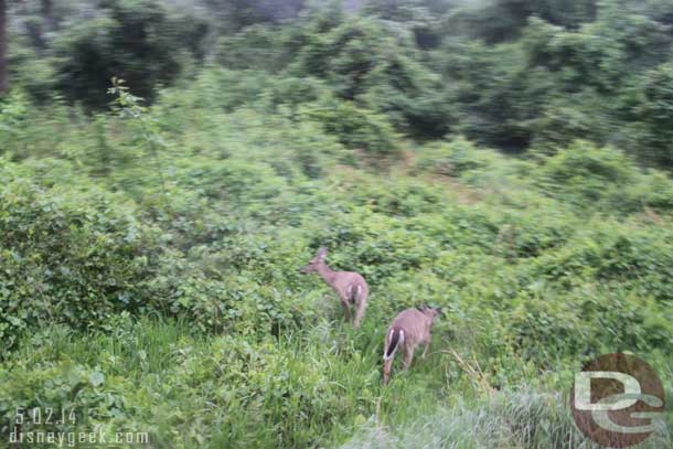 A couple of deer along the road.