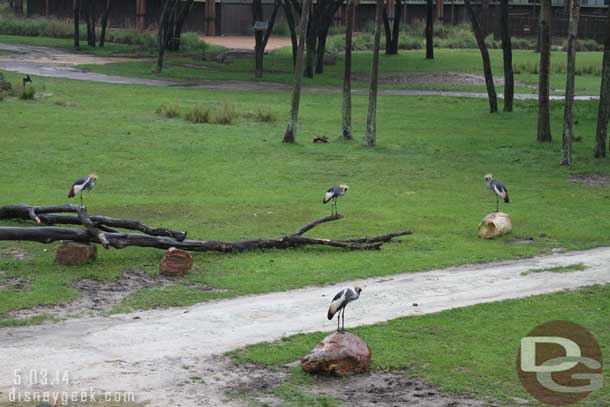 Several crown cranes visible from Kidani Village this morning.