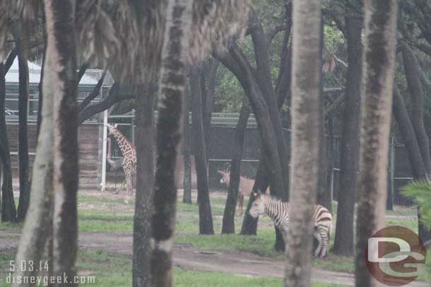 The rest of the animals were off in the distance.