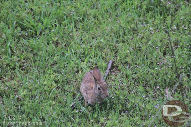 A more native critter near the resort.