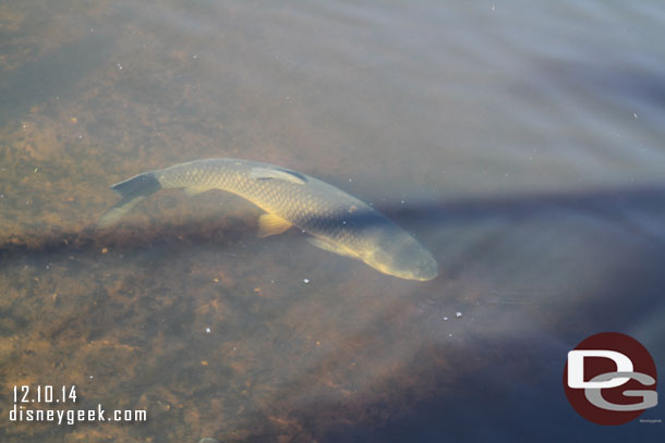 Looking down in the water between Future World and World Showcase some large fish.