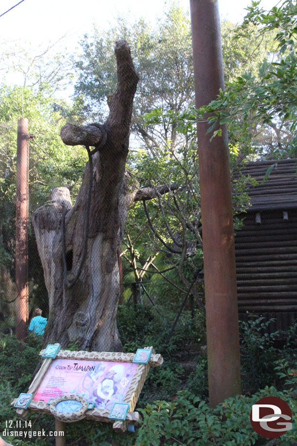 The Tamarin Monkeys have a new home since my April trip.  It is along the main walkway on Discovery Island as you head toward Africa.