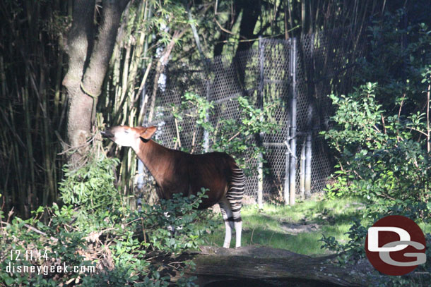 An Okapi