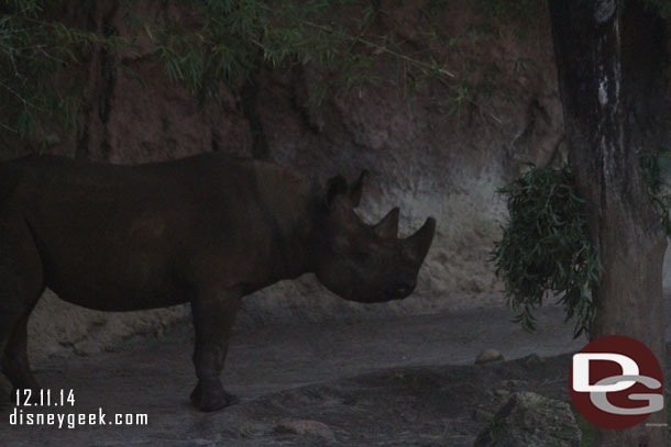 A Black Rhino