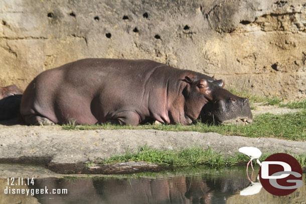 A hippo sunning itself