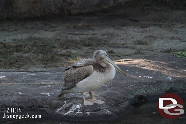 A pink backed pelican