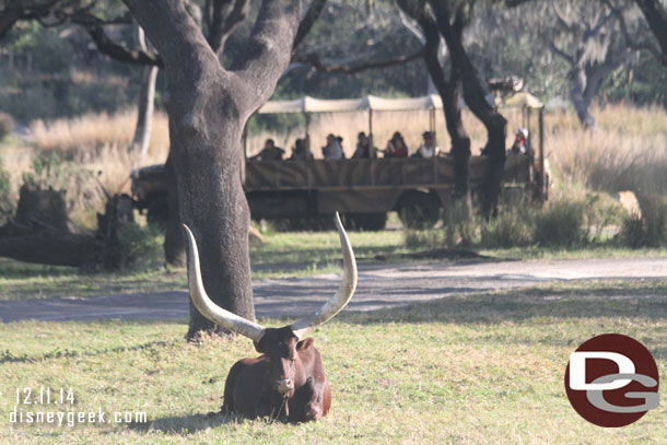 Ankole Cattle