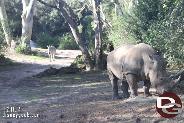 A White Rhino with a Zebra coming up the trail