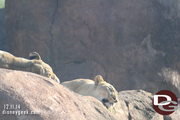 A couple of lions laying around.