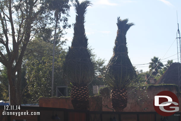 New palm trees in the Harambe expansion area.