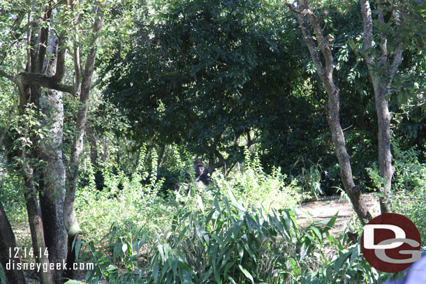 Stopped by Pangani hoping to see the baby gorillas.  They were not out, too cold, so instead here is a bachelor.