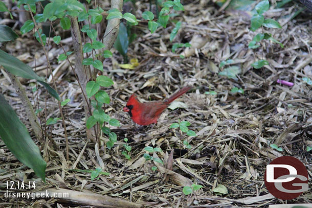 A random cardinal