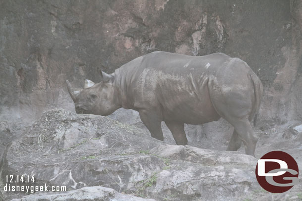 A black rhino