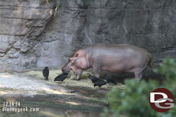 A hippo