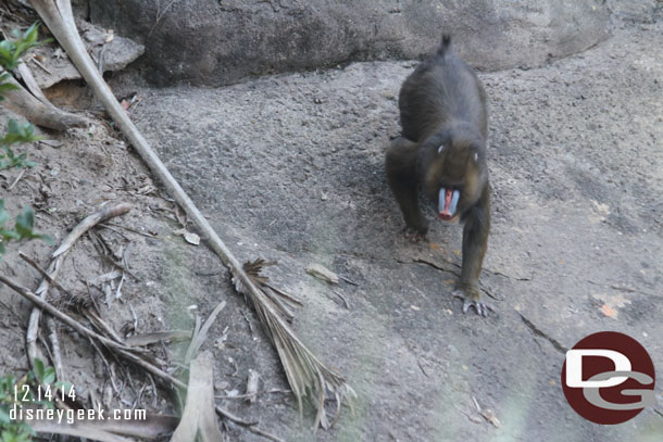 A mandrill