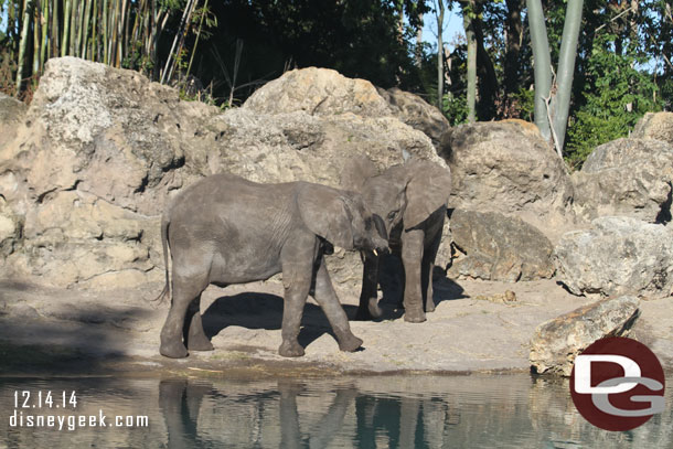Elephants