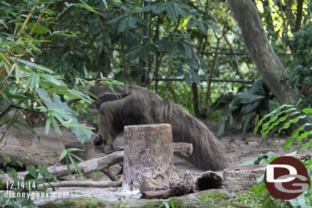 Almost captured a picture of the anteater.