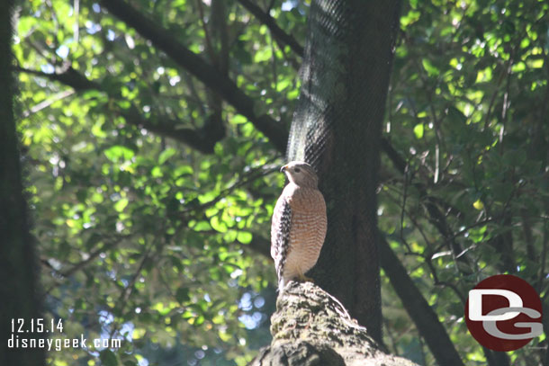 Spotted this bird on Safari.