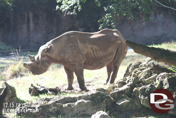 A lot of Black Rhino sightings this trip..