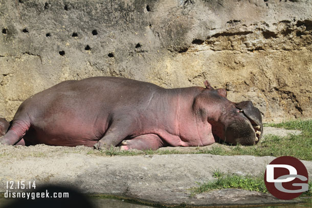 And hippos out of the water