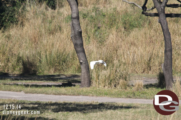 A bird flying through the savanna