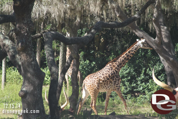 Giraffe on the move