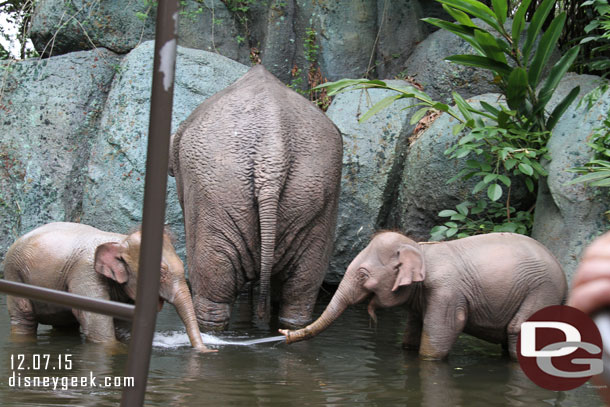 Nothing in the elephant bathing pool.