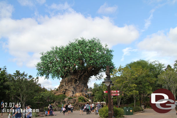 The Tree of Life.  This area is much more open now than it was before.