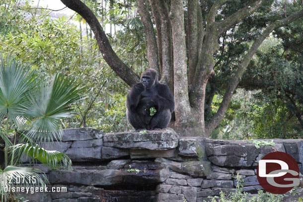 The male gorilla in the family troop.