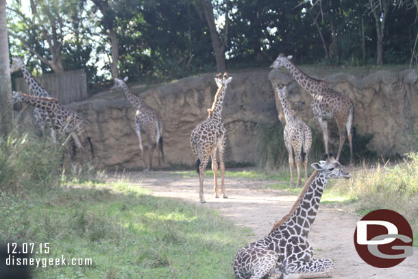 Several young giraffe are part of the group now.