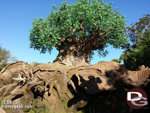 The Tree of Life with new carvings since last year in the foreground.