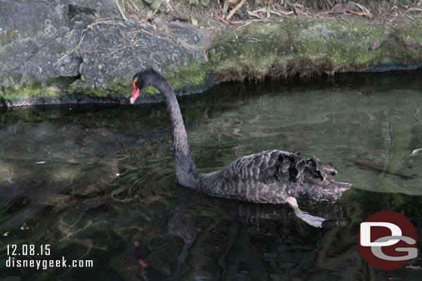 A black swan