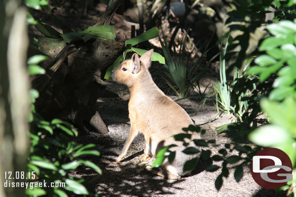 Patagonian Cavy