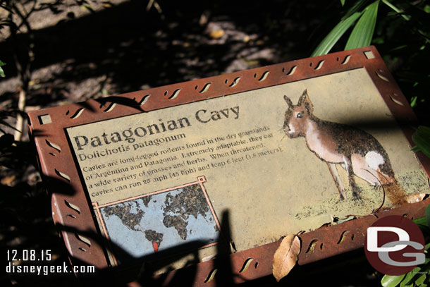 The information on the Patagonian Cavy