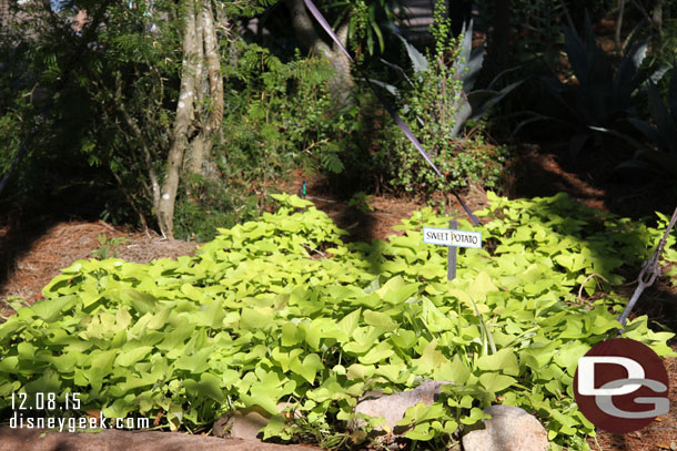 A garden area outside the store.