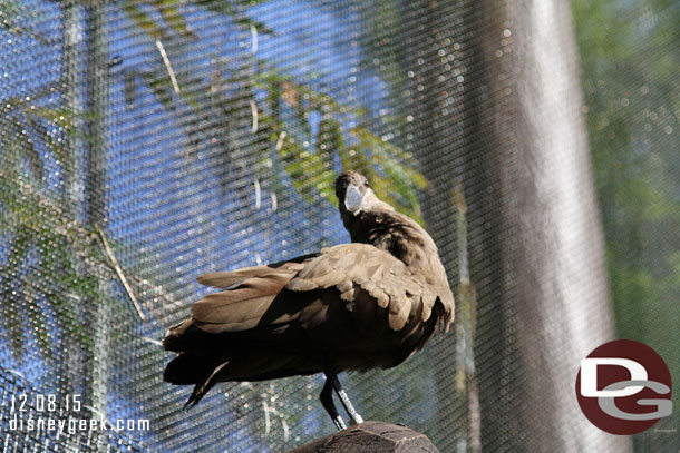 Next up Pangani Forest.  This bird was looking at me...