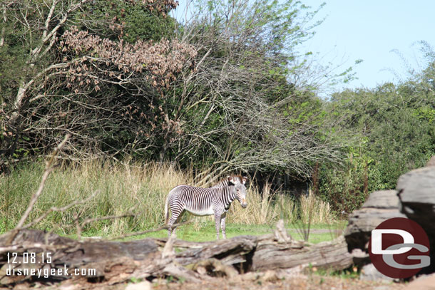 As was the Zebra.